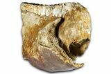 Fossil Woolly Mammoth Partial Lower Jaw with M - North Sea #370405-4